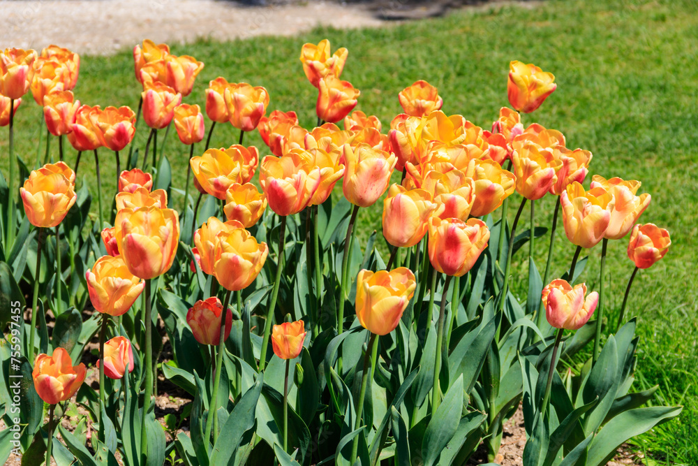 Flowerbed of orange tulips in the park at spring Flowerbed of orange tulips in the park at spring