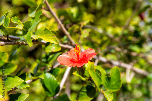 Vivid Red Hibiscus Flower in Full Bloom