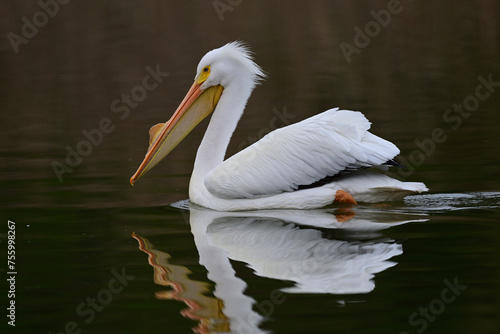American White Pelican Swimming on a Calm Pond