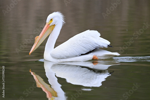 American White Pelican Swimming on a Calm Pond