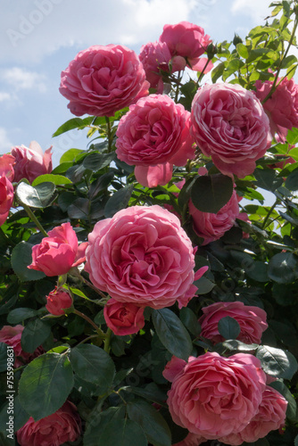 Viele Rosa Rosen mit Blattgr  n
