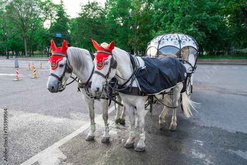 two horses harnessed to a coach for tourists