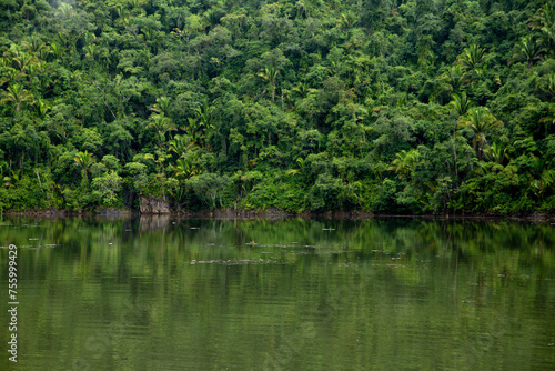 river in the jungle