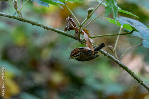 Rufous-winged Fulvetta (Schoeniparus castaneceps) is a species of bird in the Pellorneidae family. photo