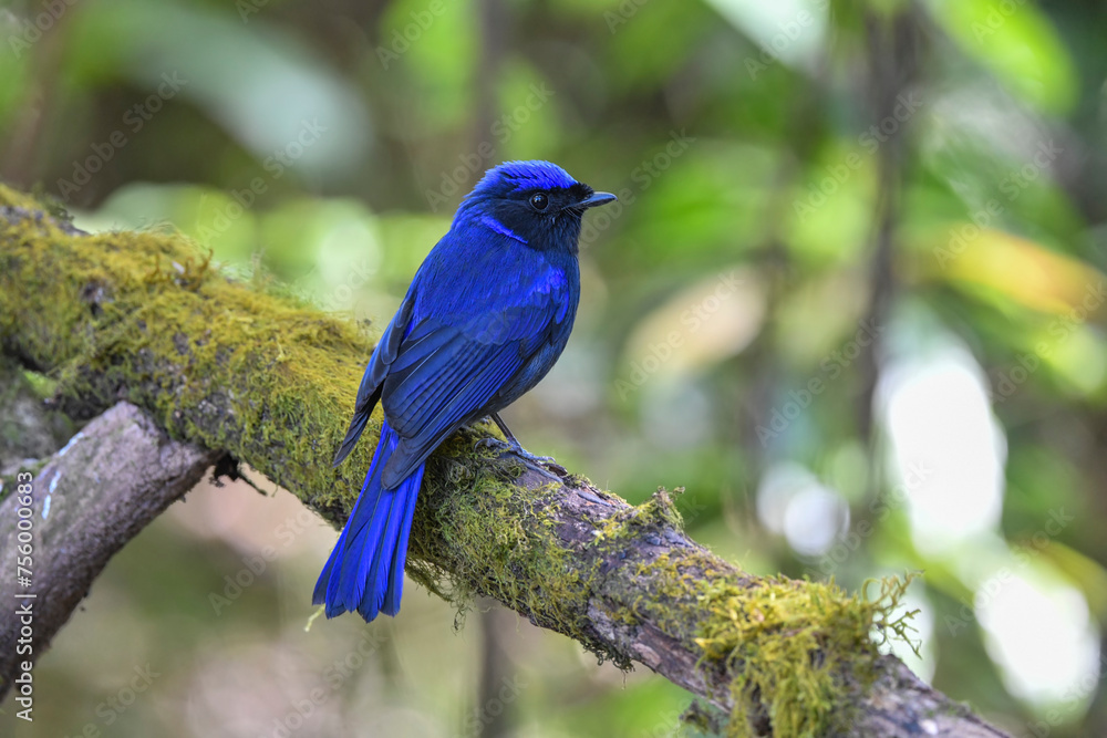 Large Niltava; Niltava grandis, Blue bird, Lovely bird