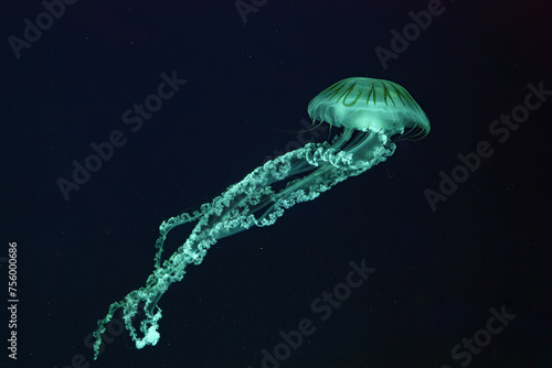 Jellifish South american sea nettle, Chrysaora plocamia swimming in dark water of aquarium tank with green neon light. Aquatic organism, animal, undersea life, biodiversity