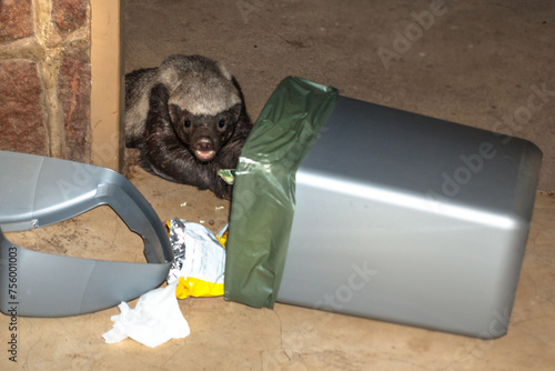 Honey badger, Mellivora Capensis looking for food in the rubbish bin in South Africa. It is an omnivorous predator, rare to see in nature. It is fearless and therefore aggressive and dangerous. photo