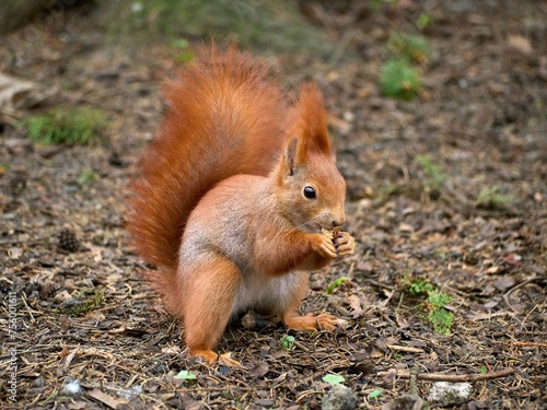 Wiewiórka pospolita / squirrel © filozofgrecki