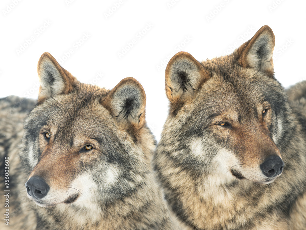 two gray wolf is isolated on a white background.