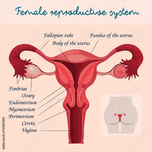Female Reproductive System Diagram