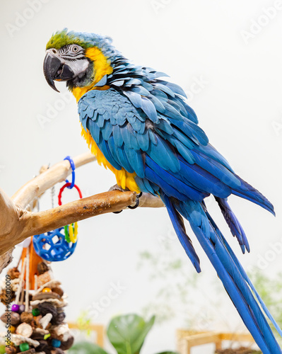 blue and yellow macaw with fluffed-up feathers on a branch with toys