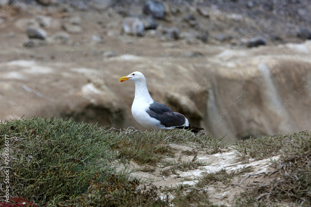 Fototapeta premium seagull on the beach