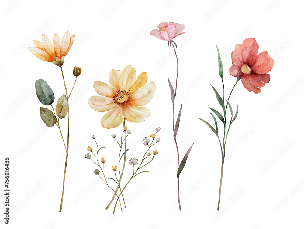Watercolor floral set. Hand drawn flowers isolated on white background.