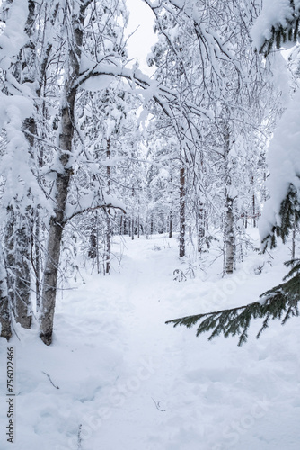 Beautiful fir forest covered in snow storm landscape in Rovaniemi, Finnish Lapland