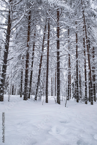 Beautiful fir forest covered in snow storm landscape in Rovaniemi, Finnish Lapland