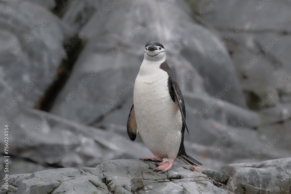 Obraz premium Chin strap penguins in Antarctica