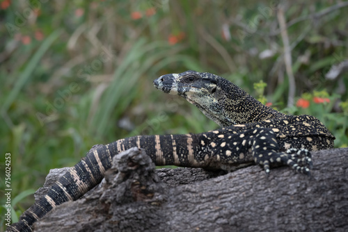 Fotografie The lace monitor, also known as a tree goanna, slivers through creekside grasses