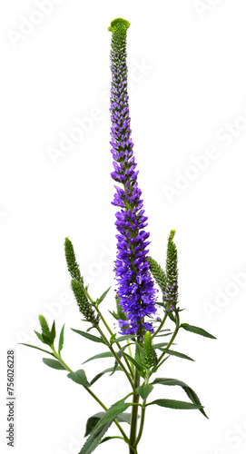 Veronica flower isolated on white background. Beautiful composition for advertising and packaging design in the business. Flat lay, top view