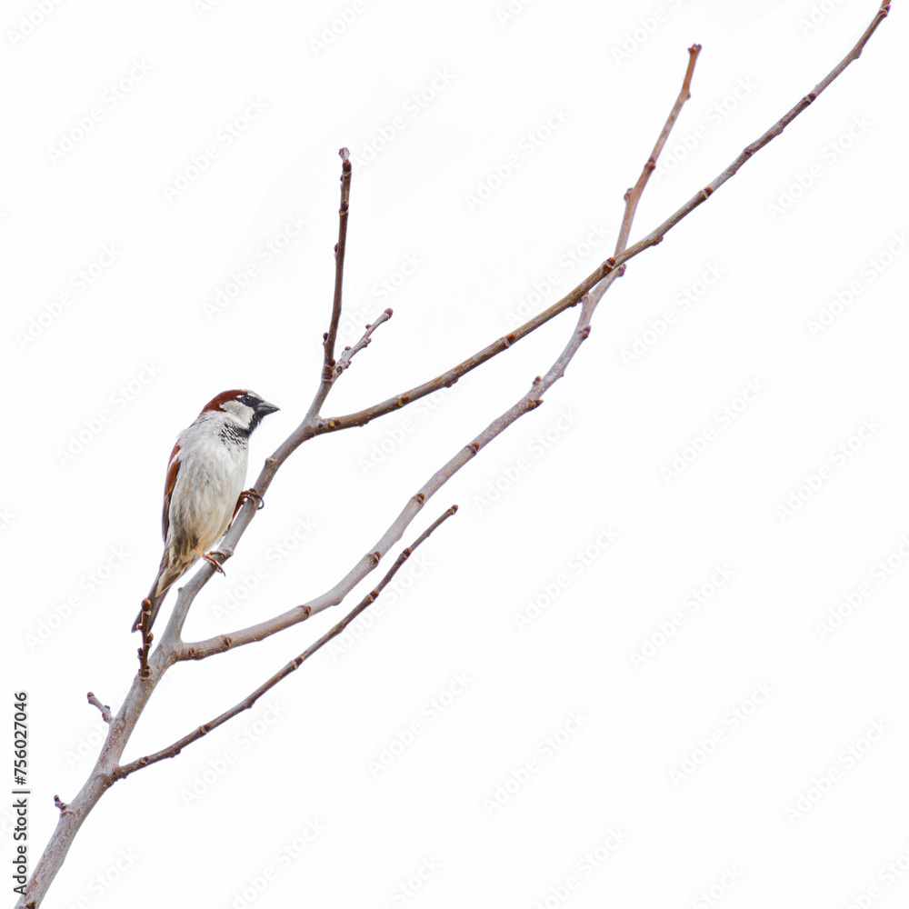 A House Sparrow bird perched on a twig branch of a tree