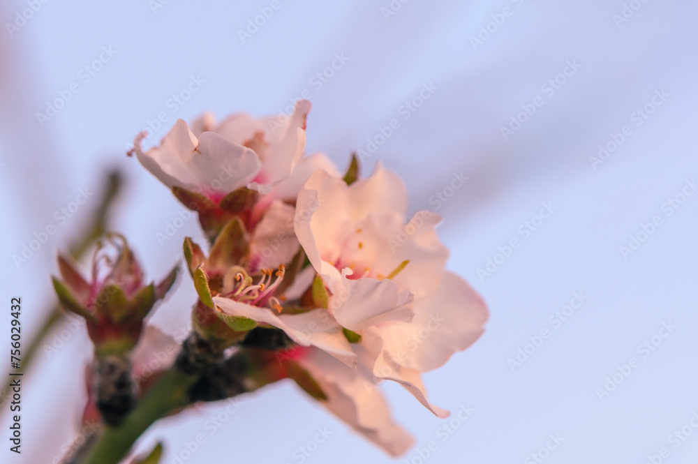 Obraz premium Almond blossom on a farm in Cyprus in spring 2