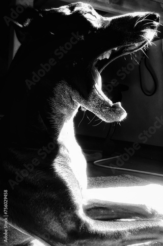 The dog in black&white breathing the light