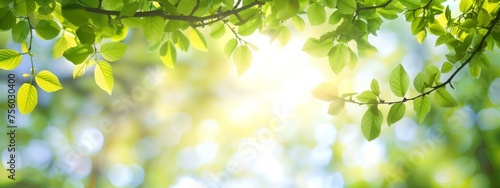 Sunlight Filtering Through Fresh Green Leaves in a Serene Forest Setting