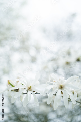 A cluster of white petals blossoms on a slender twig of a flowering plant, against a backdrop of blurred white blooming flowers in a natural spring seasonal landscape.