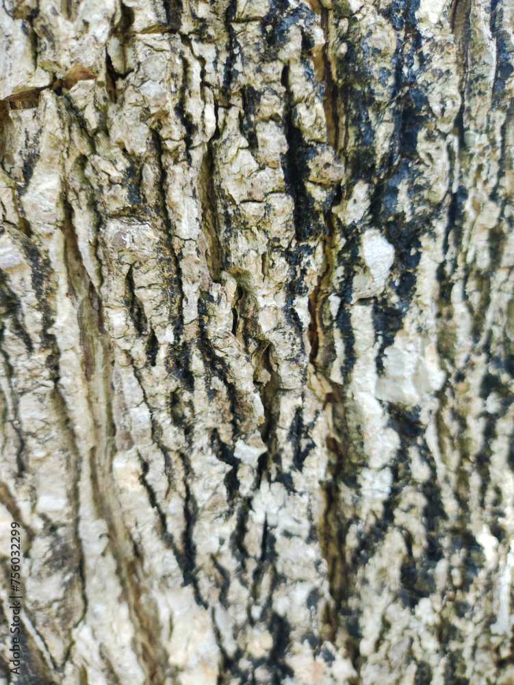 close up of tree bark textured background close up of tree bark textured background