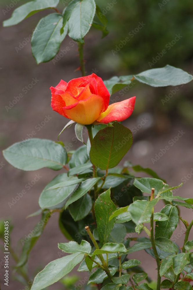 Obraz premium Rose, Red Rose, Einzelne rote Rose, blühend, sich entfaltend