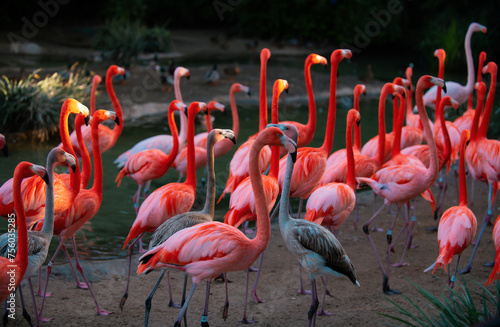 A flock of pink flamingos. Pink flamingo beauty birds. Caribbean flamingo. Big bird is relaxing enjoying the summertime. Green nature background.