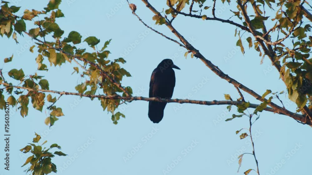 A crow perches quietly on a branch, framed by leafy foliage against a clear blue sky. A crow perches quietly on a branch, framed by leafy foliage against a clear blue sky.