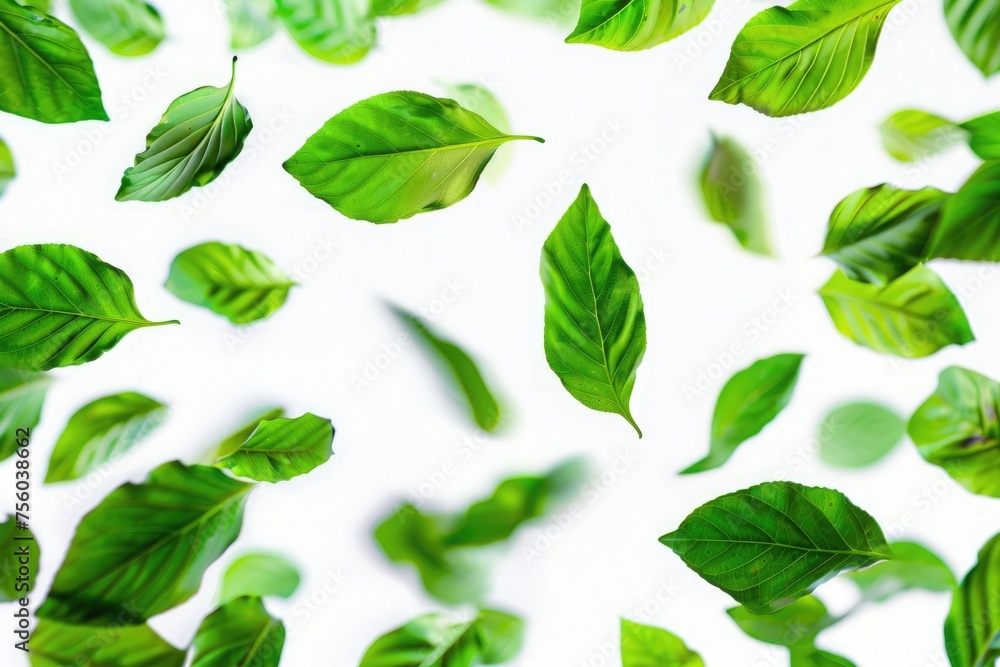 green leaves on white background green leaves on white background