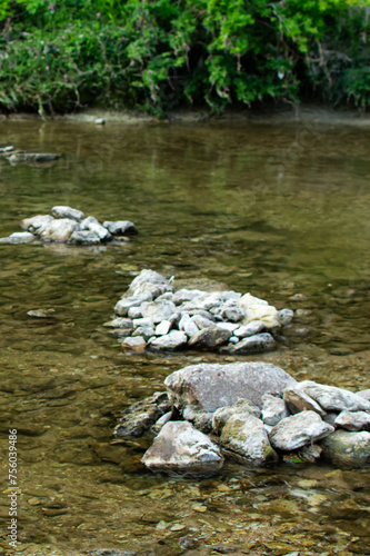 Stones making a pathway in a river within the forest.