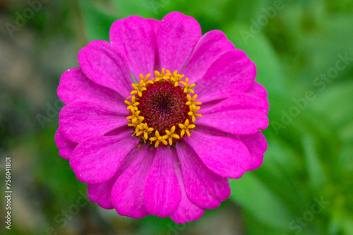 Zinnia elegans flowers in purple  photo of flowers with spring colors  the most famous annual flowering plant of the genus Zinia 