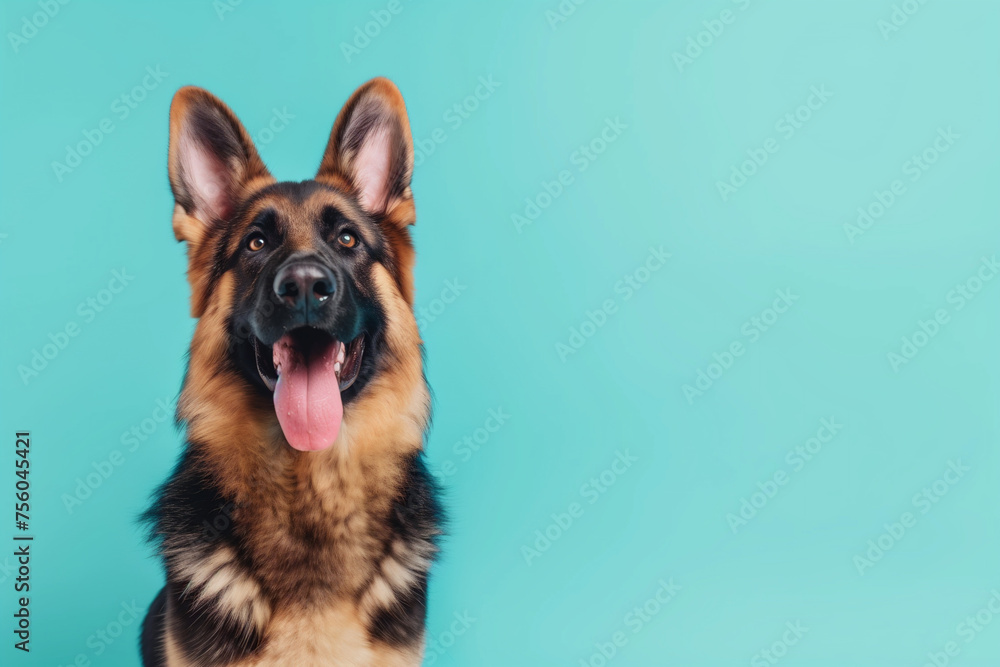Full body portrait of an excited German Shepherd dog sitting in front of a blue background, copy space