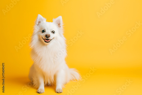 Full-body portrait of an excited white Spitz dog sitting on a vibrant yellow background, copy space © alenagurenchuk