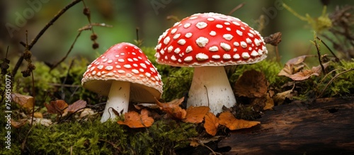 A pair of striking red and white mushrooms belonging to the Agaricaceae family are emerging from a mosscovered log in a lush natural landscape