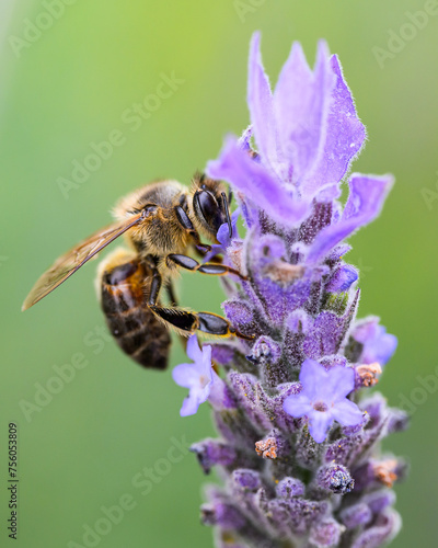 Acercamiento a abeja en flor de lavanda