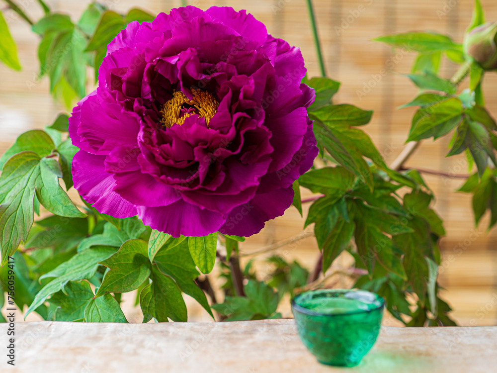 牡丹の花と日本のお酒 牡丹の花と日本のお酒
