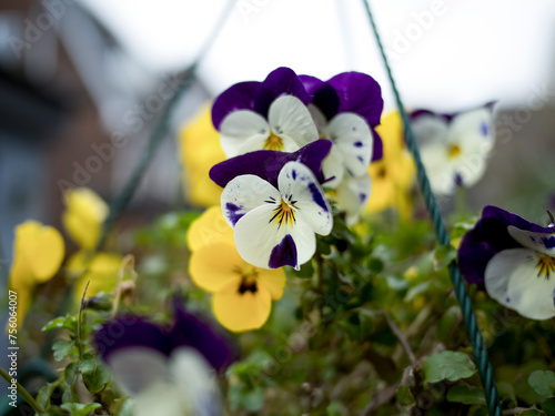 Photography Hanging Basket full of Viola flower, back lit by the morning sunlight on a winte