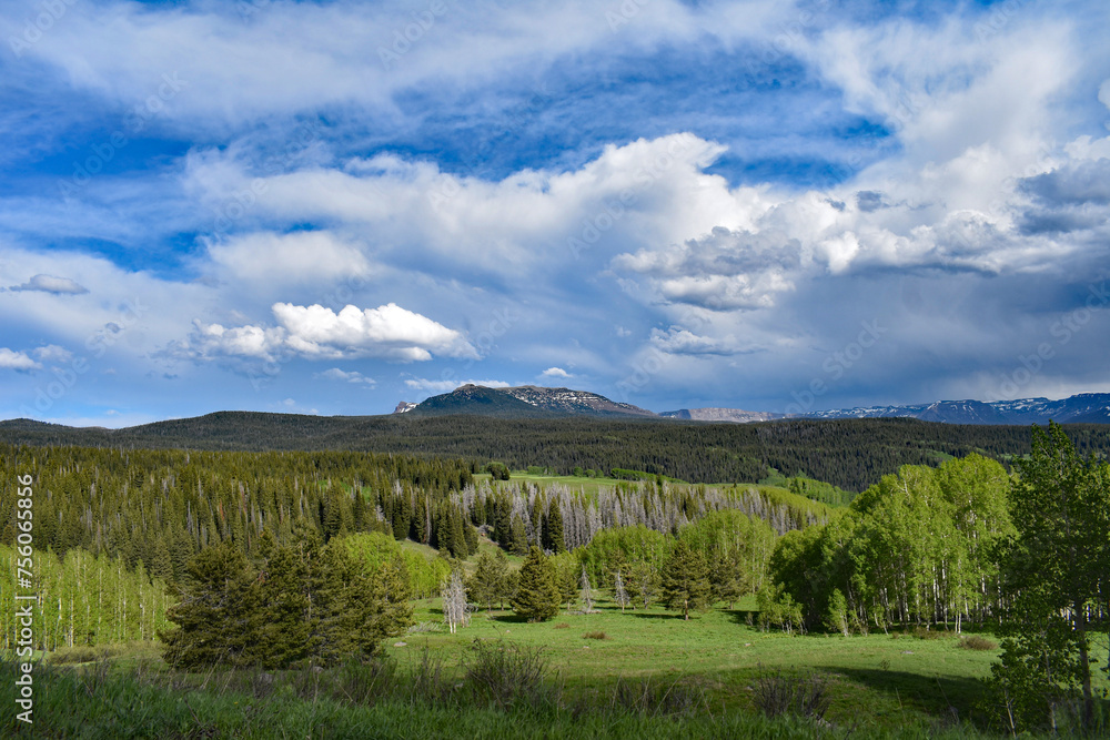 Colorado Rocky Mountain Pine Forest