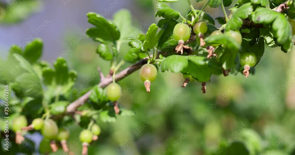 green foliage and gooseberry berries in the garden, growing gooseberry crops in eastern Europe