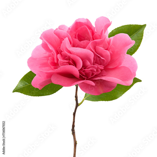 Pink Camellia  flower