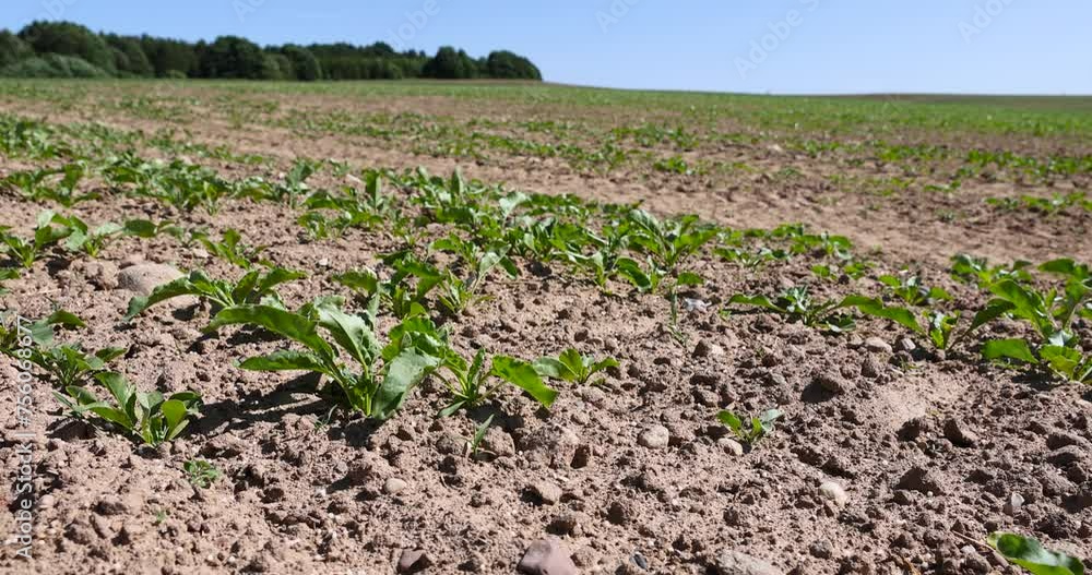 green sugar beet sprouts in a large field in summer, a new beet crop in the field in summer green sugar beet sprouts in a large field in summer, a new beet crop in the field in summer