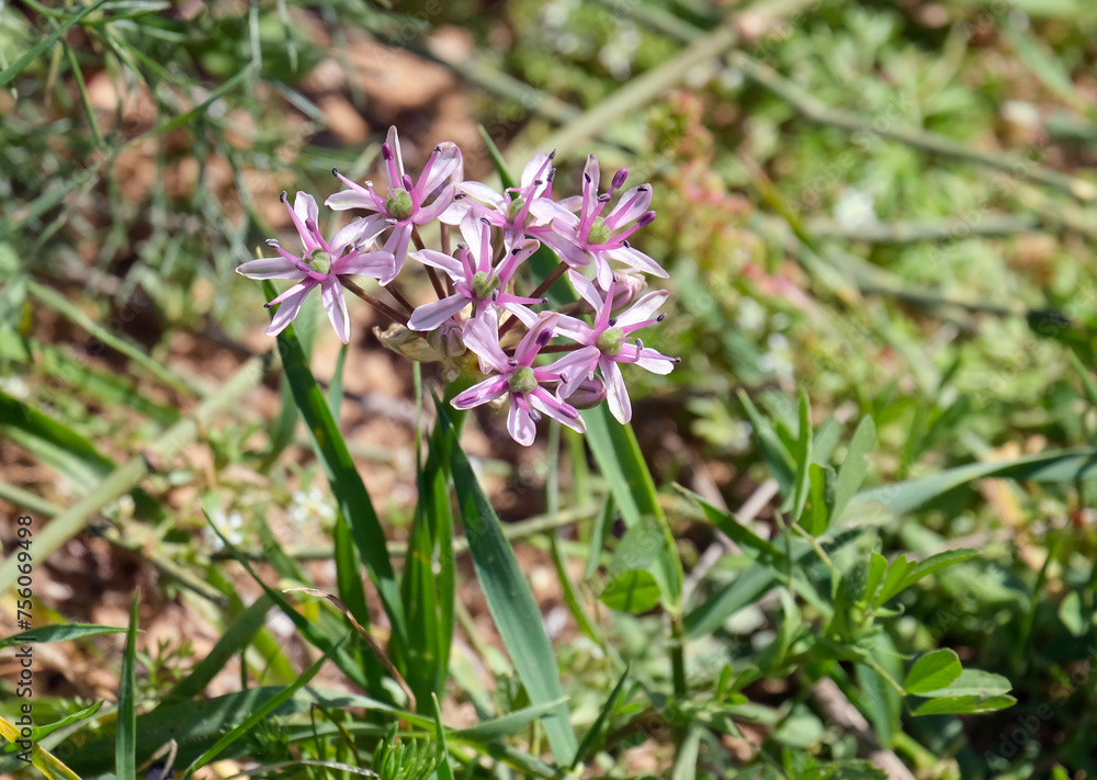 Tel Aviv onion (lat.- Allium tel-avivense)