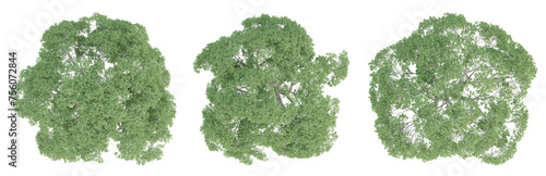 Cinnamomum camphora tree on top view isolated on transparent background  3d render.