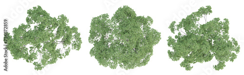 Cinnamomum camphora tree on top view isolated on transparent background  3d render.