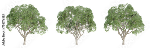 Cinnamomum camphora tree isolated on transparent background, png plant, 3d render illustration. photo