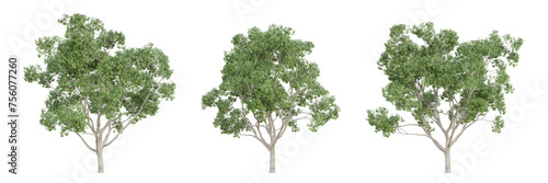 Cinnamomum camphora tree isolated on transparent background  png plant  3d render illustration.