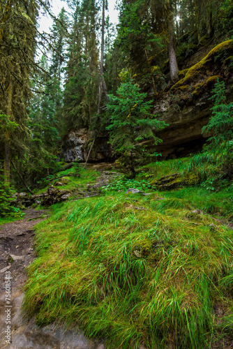 path in the forest in Banff  Alberta  Canada